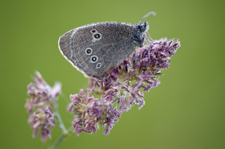 Dew covered ringlet butterfly