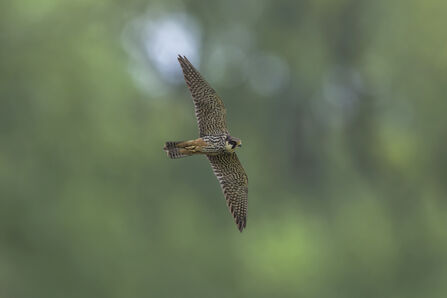 Hobby in flight
