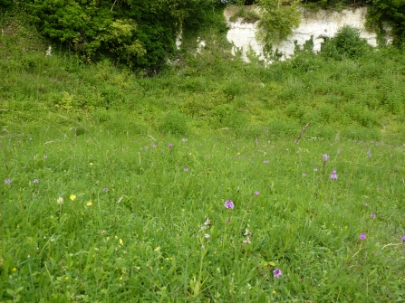 Hurley Chalk Pit