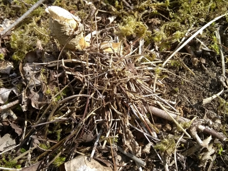 Mason bee nest