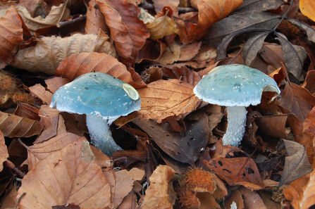 Stropharia (Verdigris Agaric) by Peter Creed