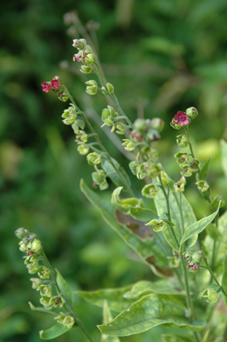 Green hound's tongue by Giles Alder