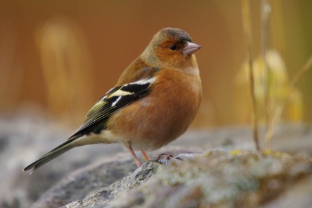 Chaffinch