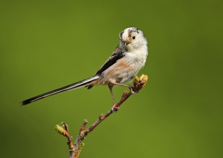 Long tailed tit