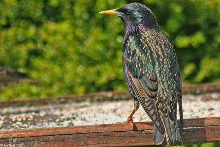 Starling on bird feeder