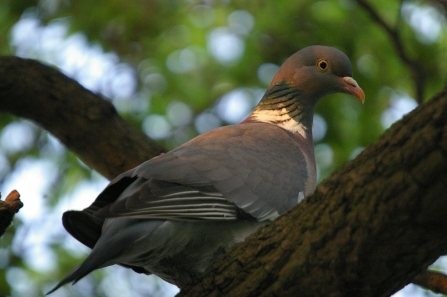 Woodpigeon