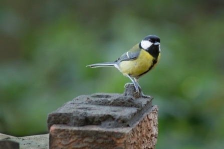 Great tit