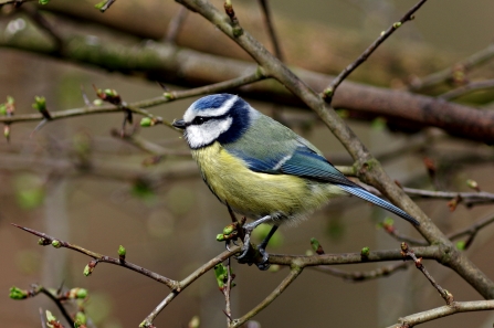 Blue tit in garden