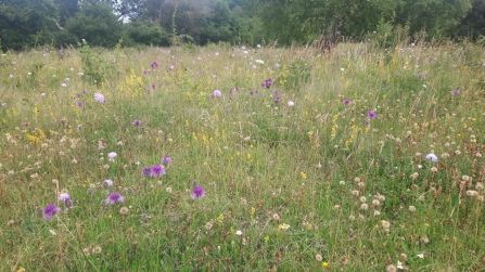 Sydlings Copse