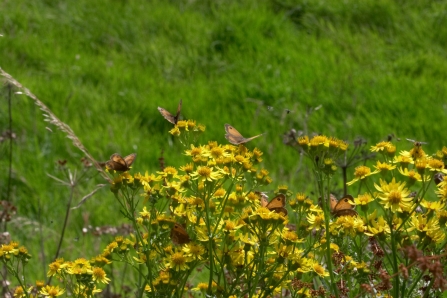 Ragwort 