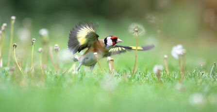 goldfinch