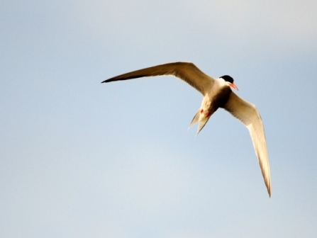 Common tern