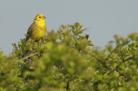 Yellowhammer in hedge