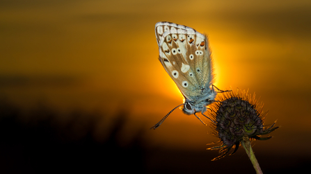 Chalk hill blue butterfly against setting sun