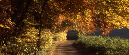 Woodland walk at Warburg nature reserve