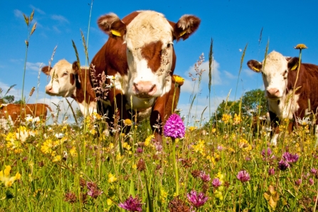 Hereford cattle grazing on a wild flower meadow