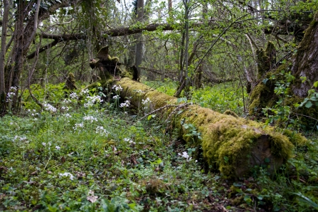 Moor Copse