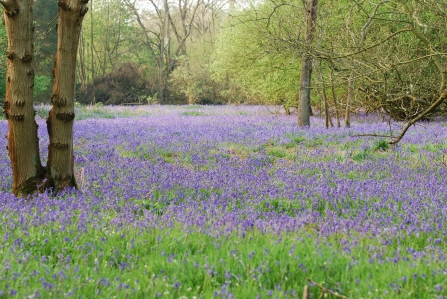 Bluebells