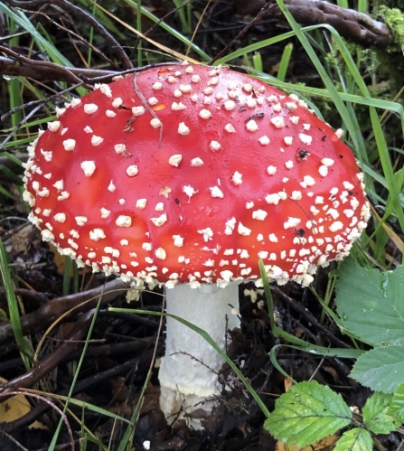 Fly agaric