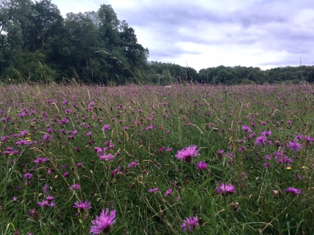 Knapweed