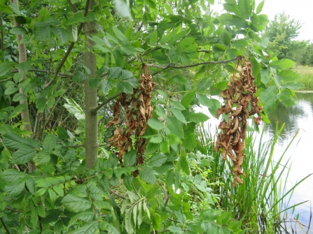 Ash dieback causing the death of young ash leaves