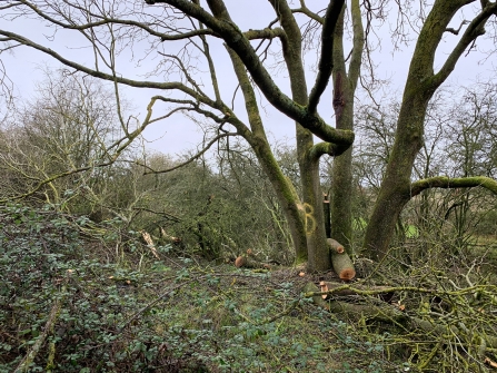 Felled ash by HS2 at Calvert Jubilee