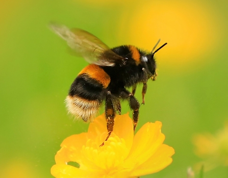 Buff tailed bumblebee