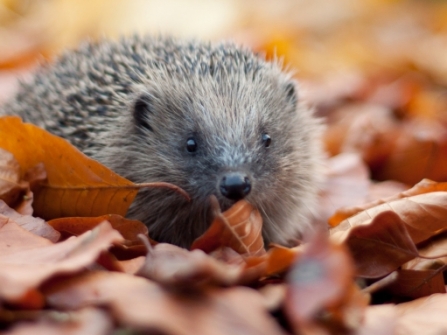 Hedgehog