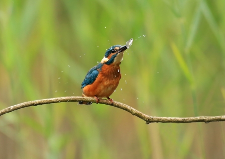 Kingfisher