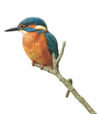 Kingfisher perched on branch