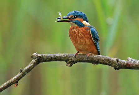 Kingfisher perched on branch