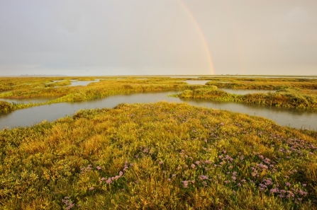 Saltmarsh