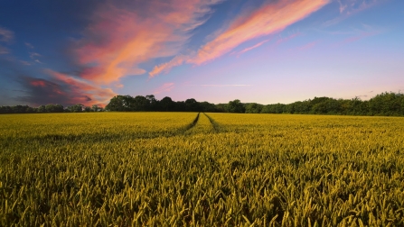 Wheat field