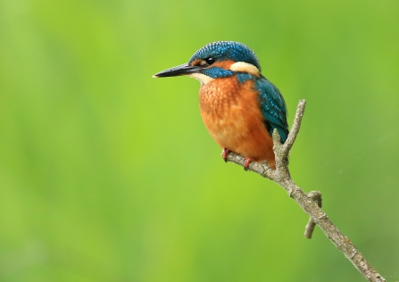 Kingfisher perched on branch