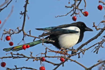 Magpie