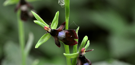 Orchids at Warburg by Peter Creed