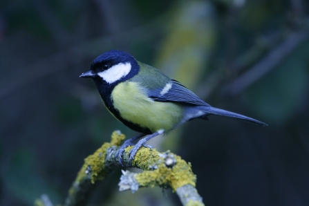 Great tit