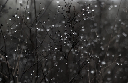 Raindrops