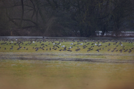 Duxford Old River