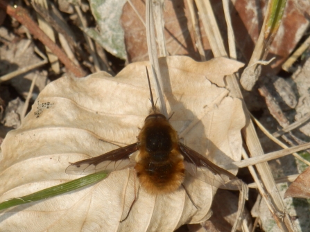 Beefly