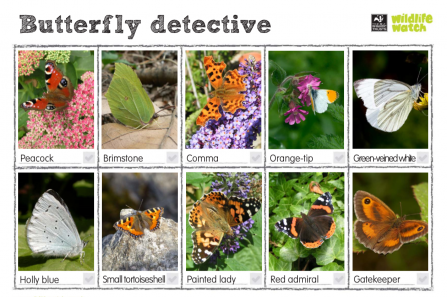 Butterfly spotter sheet