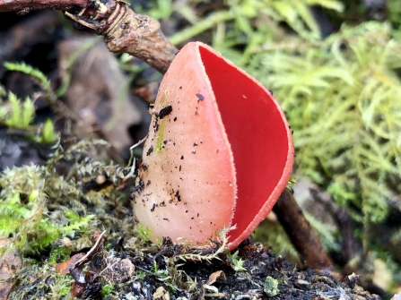 Scarlet elf cup