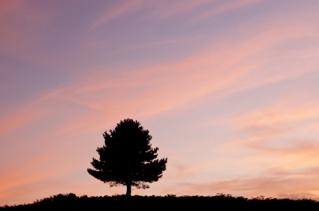 Tree at sunset