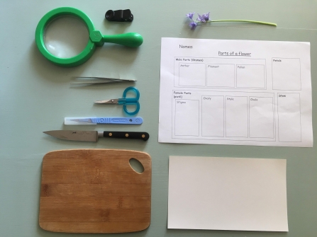 Equipment to dissect a flower