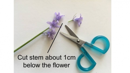How to dissect a flower