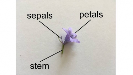 How to dissect a flower 