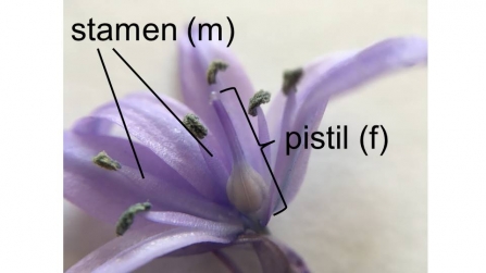 How to dissect a flower