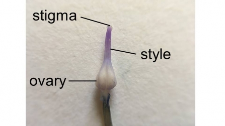 How to dissect a flower 