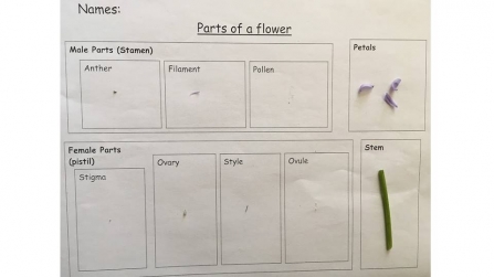 How to dissect a flower 