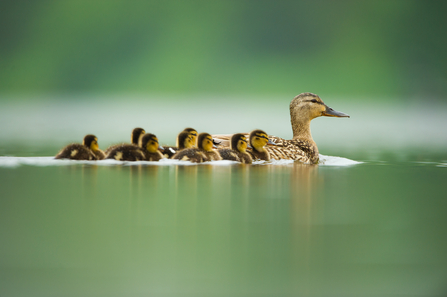 Mallard with ducklings